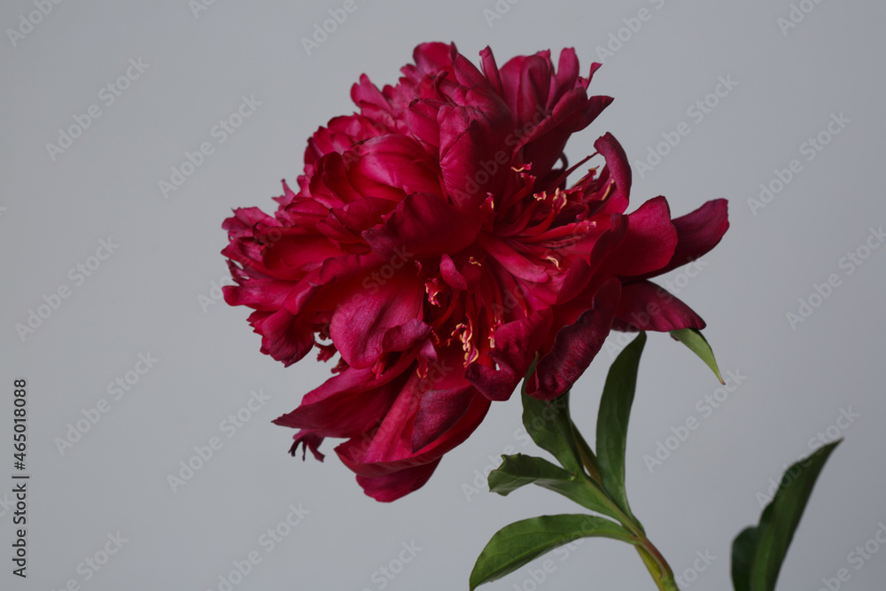 Dark red peony flower isolated on gray background.