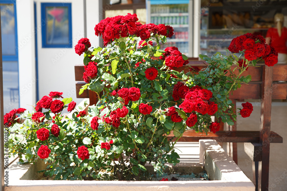 A bush of dark red roses in an urban environment.