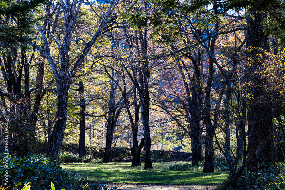 Naklejka premium 森林