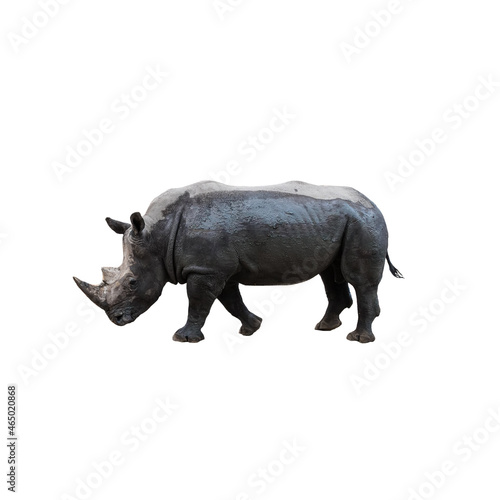 white rhino isolated on white