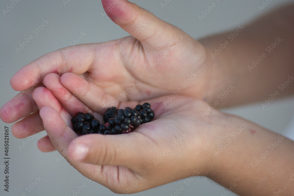 Child hands holding a pile of harvested ripe Dewberries Child hands holding a pile of harvested ripe Dewberries