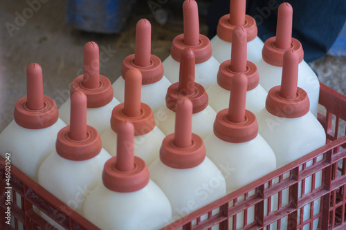 A box of calves feeding bottles, made of plastic with rubber nipples 