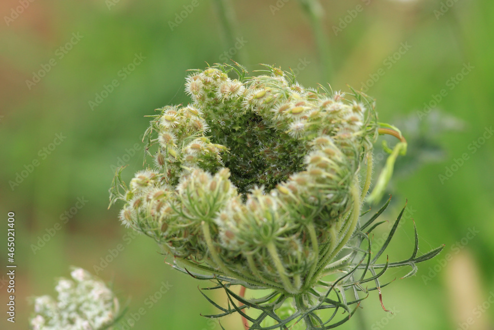 natural white cnidium monnieri flower photo natural white cnidium monnieri flower photo