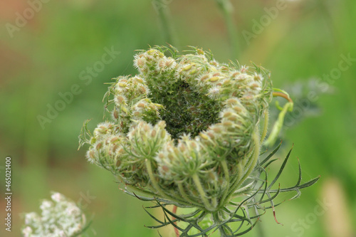 natural white cnidium monnieri flower photo photo