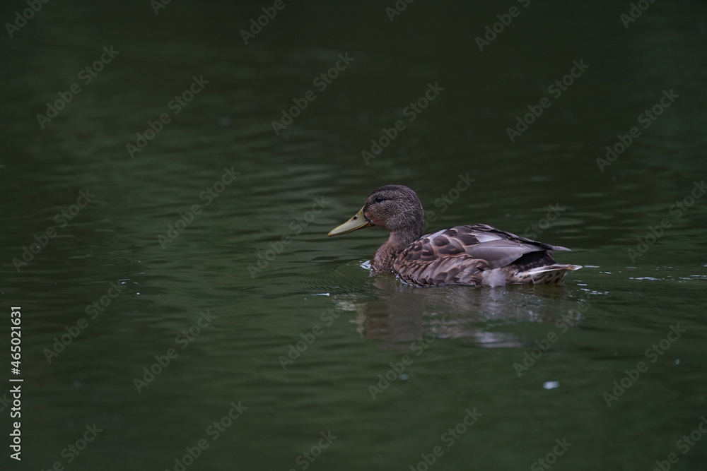 duck in the pond duck in the pond