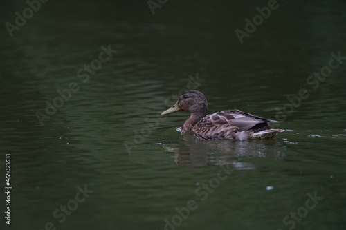 duck in the pond