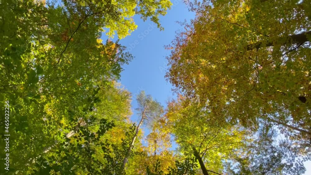 the crown of the treetops in the forest with a smooth movement around, blue sky an the yellow and green tops of the trees the crown of the treetops in the forest with a smooth movement around, blue sky an the yellow and green tops of the trees