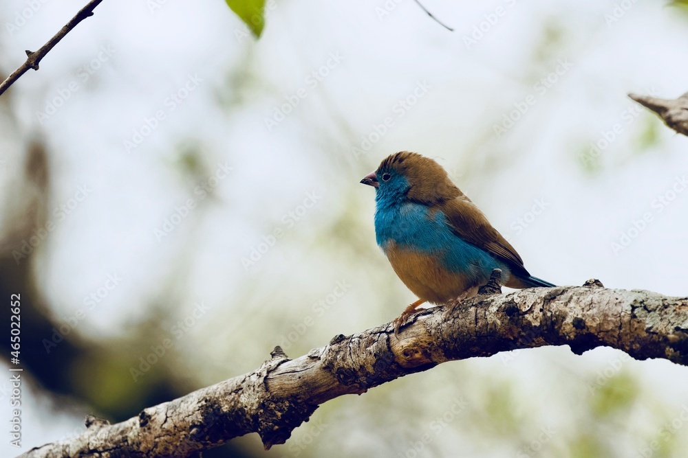 blue waxbill perching fluffed up on windy morning blue waxbill perching fluffed up on windy morning