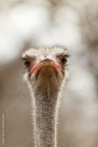 curious ostrich staring at camera close up portrait 