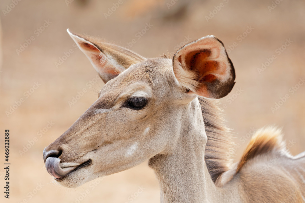 Female Greater Kudu licking its nose, headshot side view Female Greater Kudu licking its nose, headshot side view