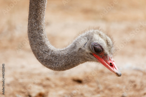 closeup head and neck of male ostrich