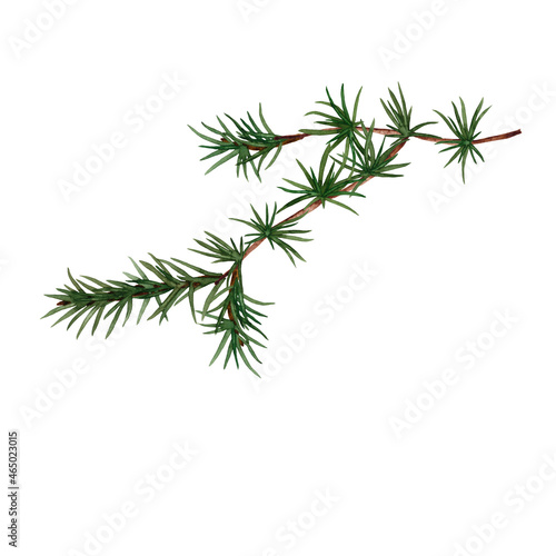 Illustration of realistic woodland green plant. Larch branch and needles. Watercolor hand painted isolated elements on white background.