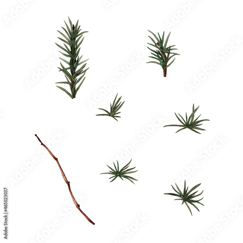Set of of realistic elements of winter green plant. Larch branch and needles. Watercolor hand painted isolated elements on white background.