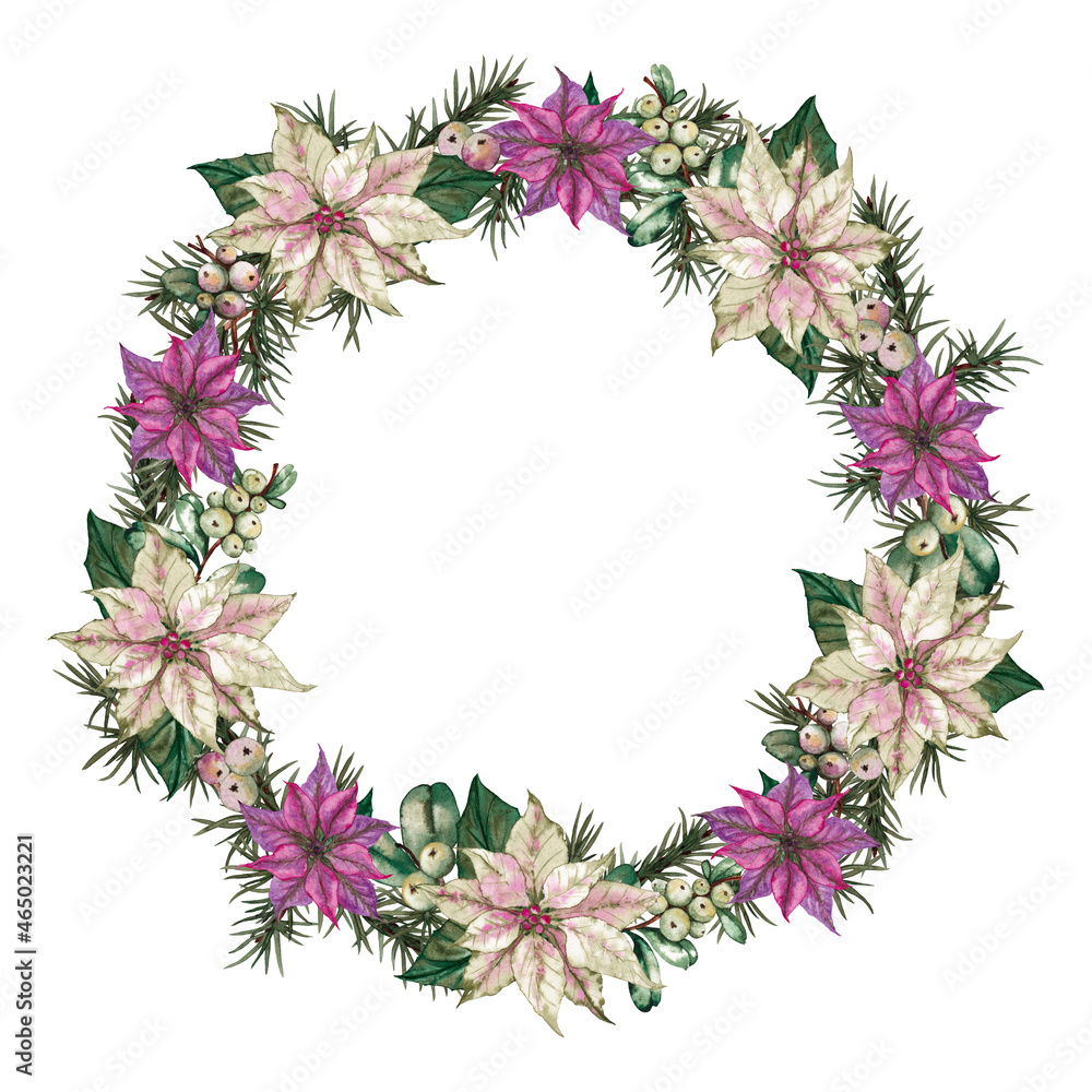 Christmas decorative wreath of poinsettia white and pink flowers, green leaves, fir tree branches and snowberries. Round frame. Watercolor hand painted isolated element on white background.