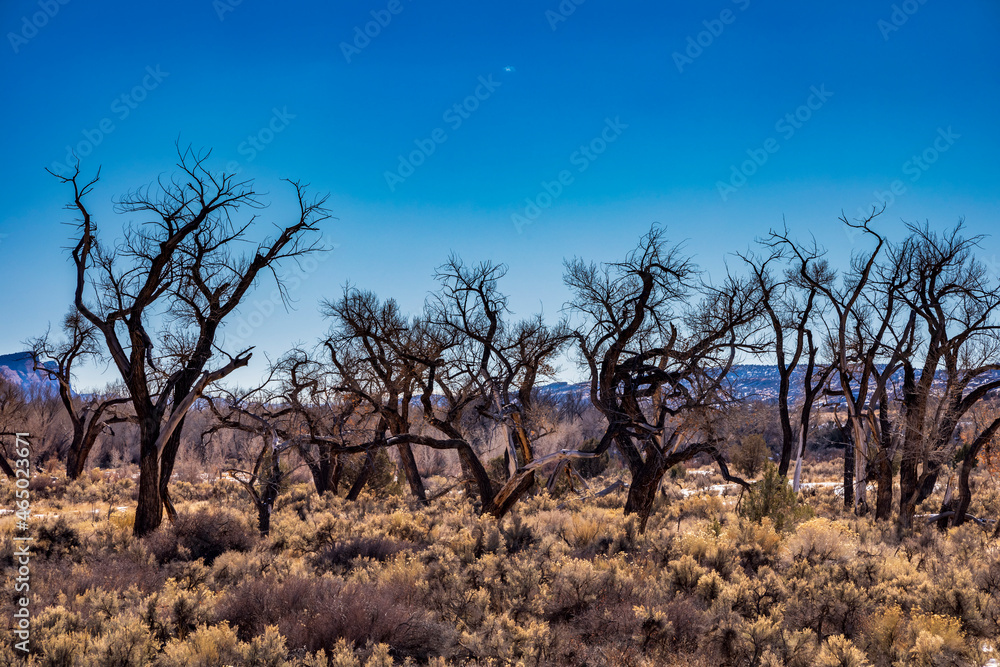 spooky bare trees against spooky bare trees against