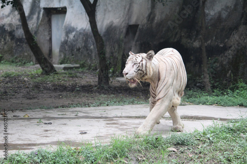 white bengal tiger