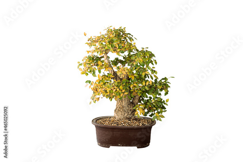 old beautiful elm bonsai