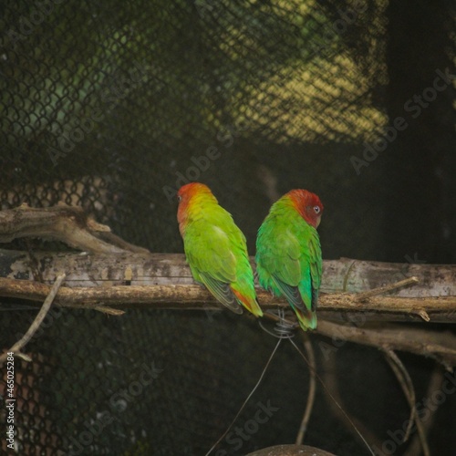 green and yellow macaw