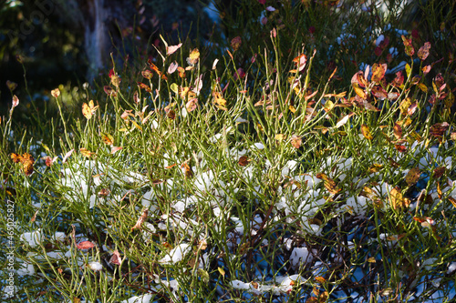 Wild blueberry bush in the autumn, with multicoloured leaves and snow, in the forest photo