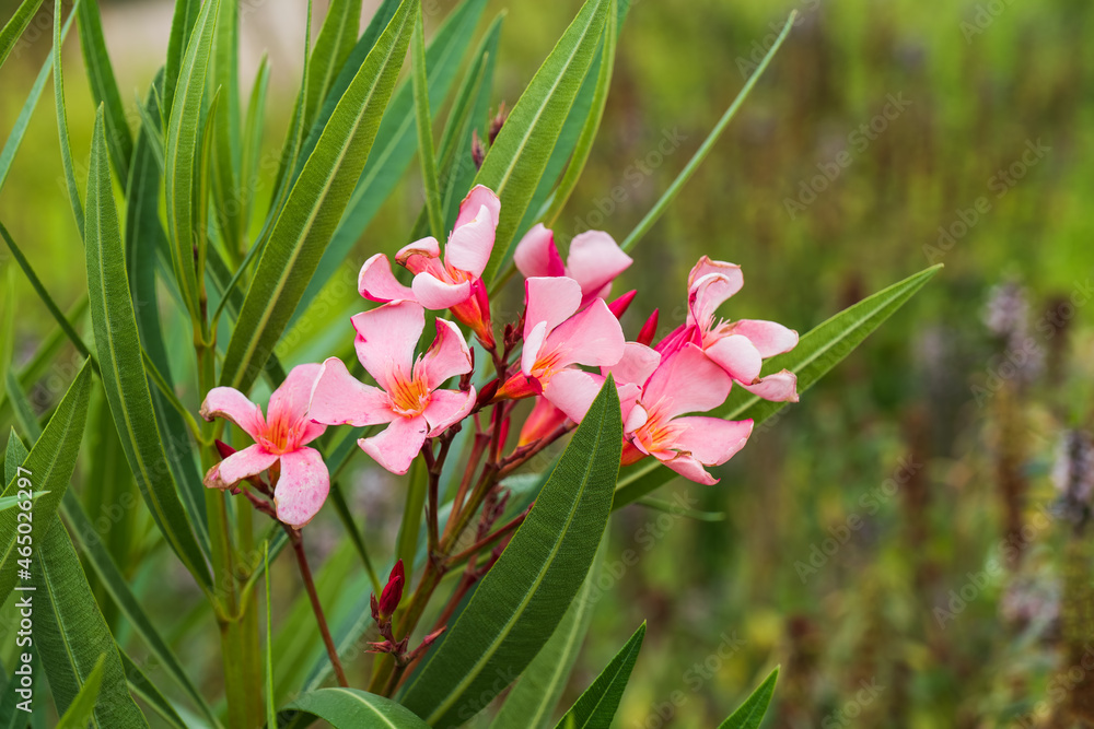Fototapeta premium Nerium Oleander Blooming Flowers