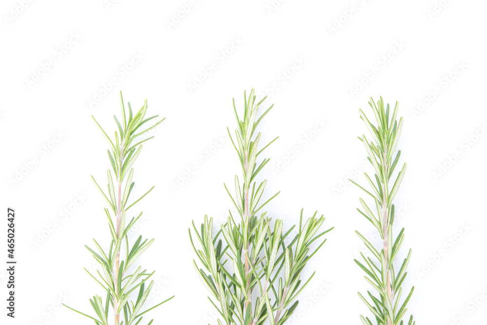 Rosemary isolated on white background. copy space. Aromatic evergreen shrub Rosemary isolated on white background. copy space. Aromatic evergreen shrub