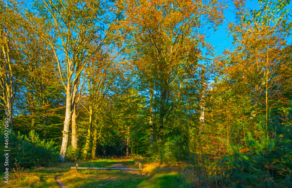 Foliage of trees in a forest in autumn leaf colors in bright sunlight in autumn, Baarn, Lage Vuursche, Utrecht, The Netherlands, October 24, 2021