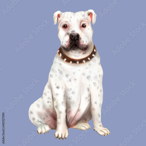 Watercolor portrait of a white American Pit Bull Terrier dog with specks. Animal  pet  dog 