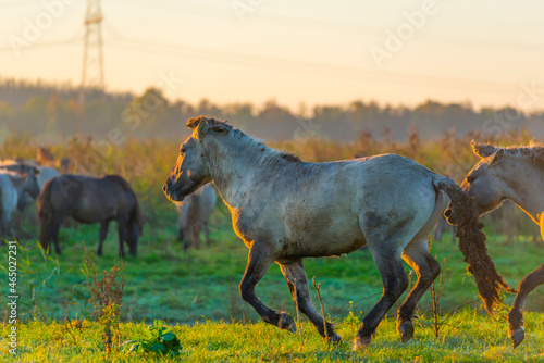 Playful horses in a field in wetland in bright sunlight at sunrise in autumn  Almere  Flevoland  The Netherlands  October 24  2021