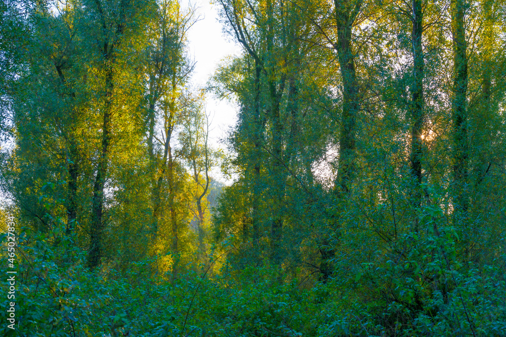 Obraz premium Foliage of a forest in wetland in autumn leaf colors in bright sunlight at sunrise in autumn, Almere, Flevoland, The Netherlands, October 24, 2021