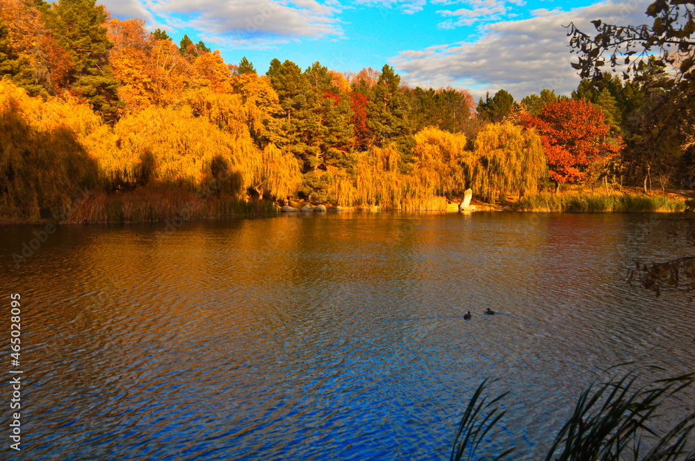 Fototapeta premium autumn in the forest