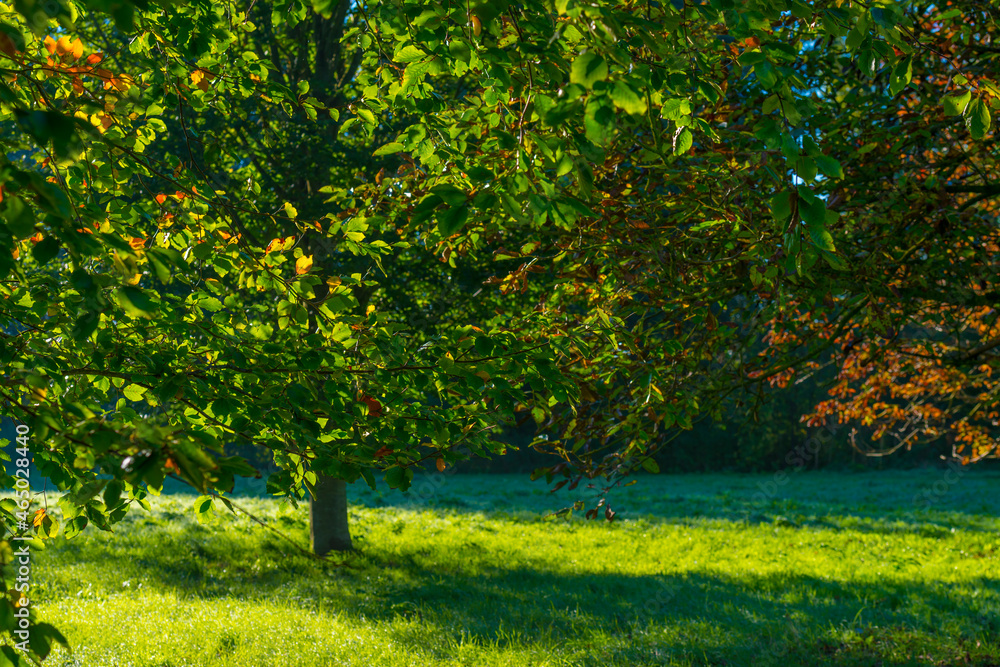 Fototapeta premium Foliage of trees in a grassy field in autumn leaf colors in bright sunlight at sunrise in autumn, Almere, Flevoland, The Netherlands, October 24, 2021
