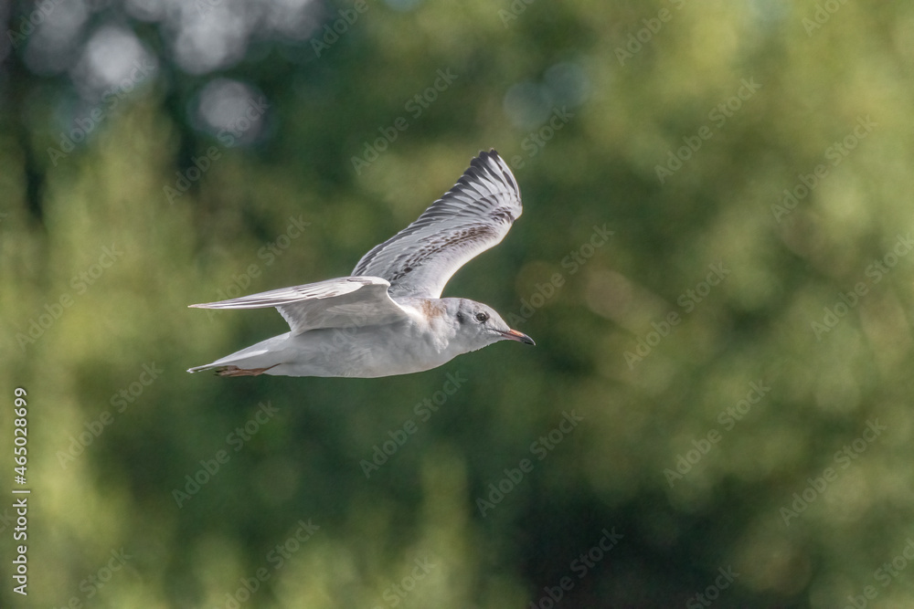 Black-Headed Gulls. Non breeding adult Black Headed Gull Black-Headed Gulls. Non breeding adult Black Headed Gull