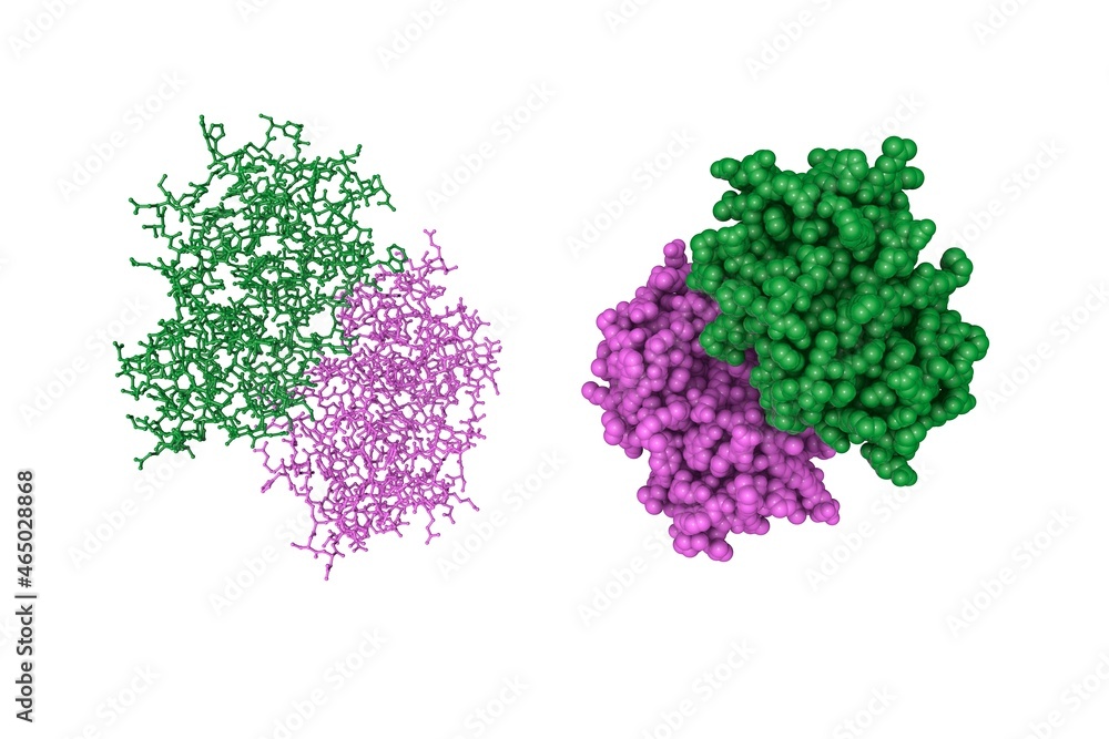 Molecular model of cathepsin F, a protein that in humans encoded by the CTSF gene. Rendering with differently colored protein chains based on protein data bank. 3d illustration Molecular model of cathepsin F, a protein that in humans encoded by the CTSF gene. Rendering with differently colored protein chains based on protein data bank. 3d illustration