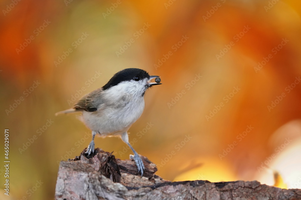 Beautiful portrait of a marsh tit (Poecile palustris)with orange background. Birds of Europe. Titmouse in the nature habitat. Beautiful portrait of a marsh tit (Poecile palustris)with orange background. Birds of Europe. Titmouse in the nature habitat.