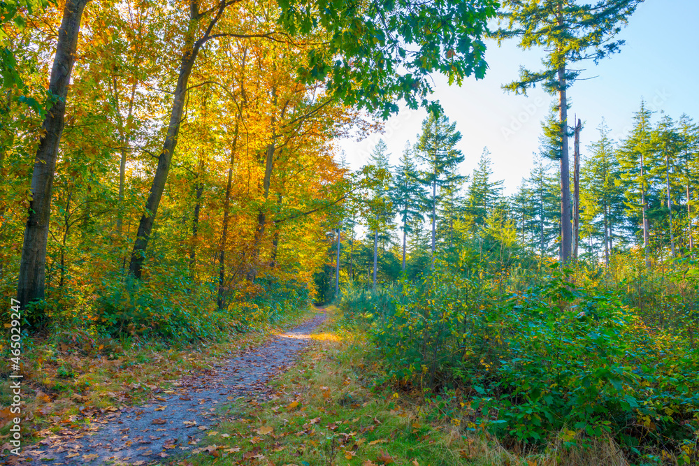 Obraz premium Foliage of trees in a forest in autumn leaf colors in bright sunlight in autumn, Baarn, Lage Vuursche, Utrecht, The Netherlands, October 24, 2021