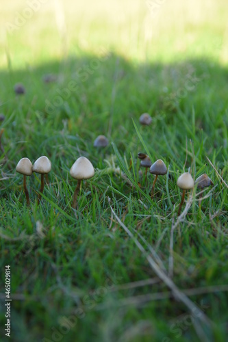 liberty caps also known as magic mushrooms growing in the wild 