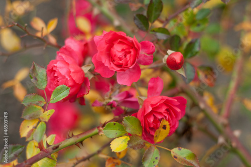 Decorative bush of red roses