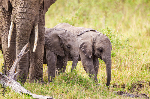 Elephant calves grazing in the protection of the heard on the open savannah of the Masai Mara  Kenya