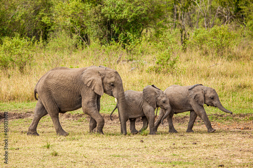 Elephant calves grazing in the protection of the heard on the open savannah of the Masai Mara  Kenya