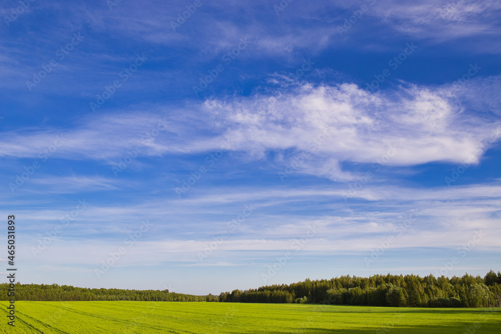 panorama of farmland field against blue sky with clouds