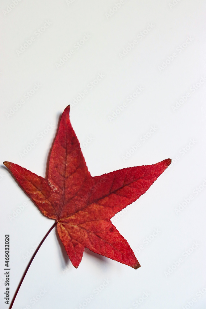 red maple leaf on a white background. autumn leaf on a white background. maple leaf close up