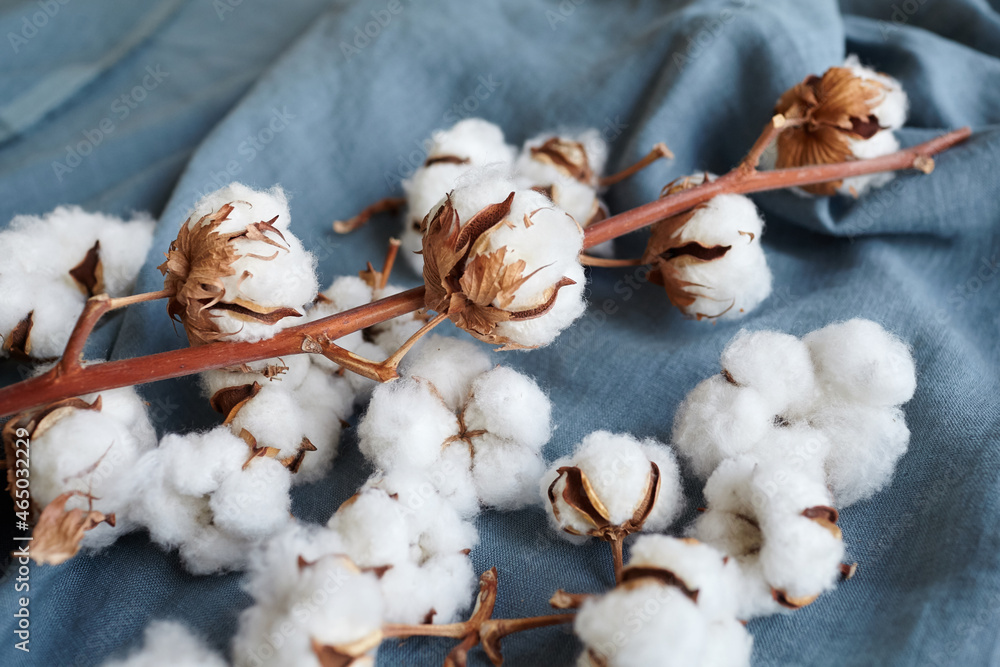 White cotton flowers on blue fabric