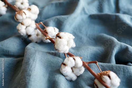 Cotton plant with white flowers on blue fabric photo