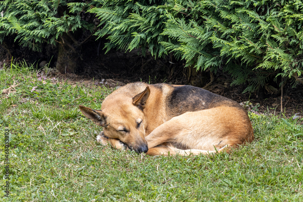 Naklejka premium Wolfhound dog sleeping in the grass