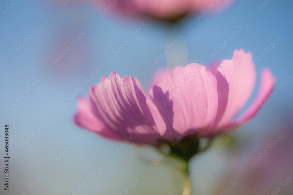 Fototapeta premium コスモスと橋