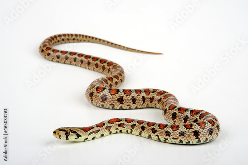Leopardnatter // Leopard snake (Zamenis situla) © bennytrapp