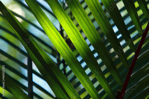 The morning sunlight creates drama of light and shadow in the tropical foliage