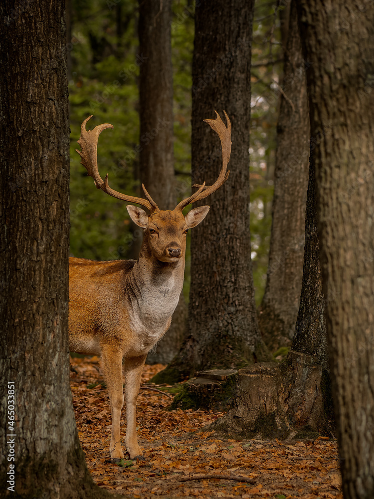 Male of Fallow deer in the forest Male of Fallow deer in the forest