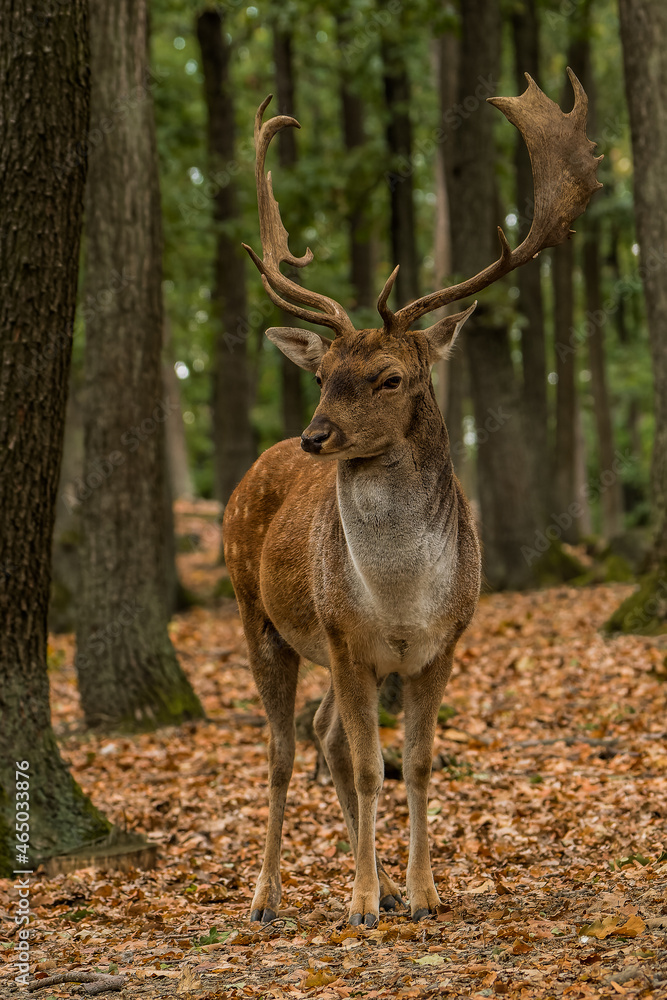 Male of Fallow deer in the forest Male of Fallow deer in the forest