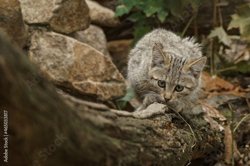 Kitty of the European wildcat on the wood